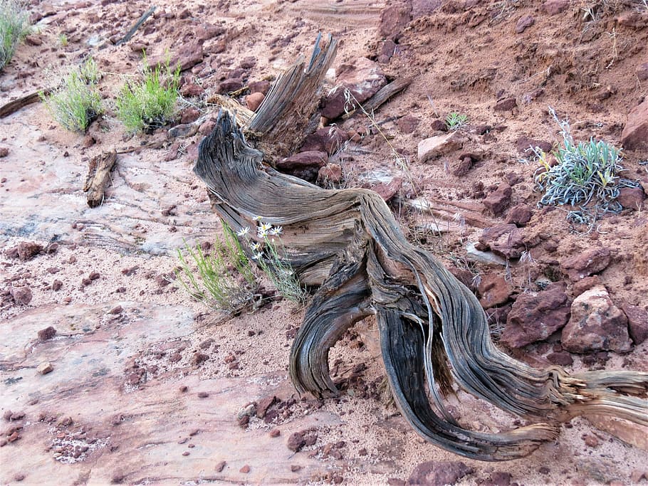 hiking, old tree, log, utah, red, nature, desert, outdoors HD wallpaper