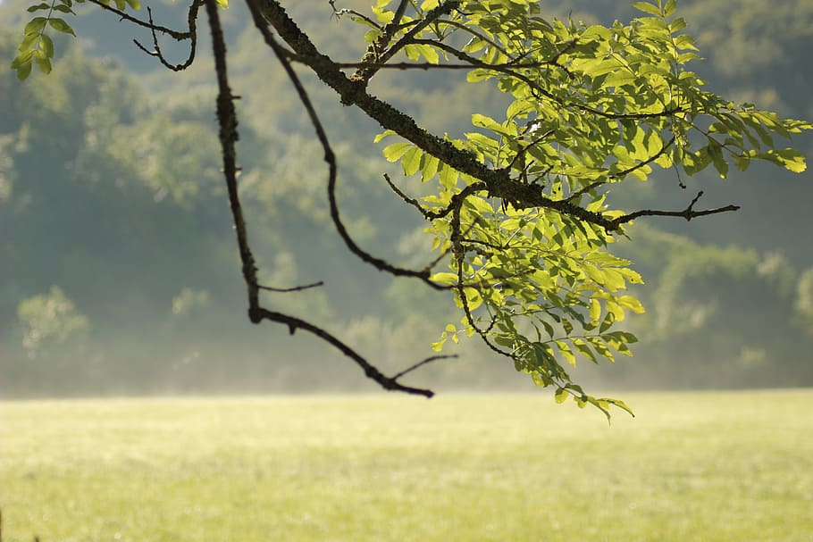 Field, Leaf, Mist, Tree, Summer, green, landscape, nature, branch HD wallpaper