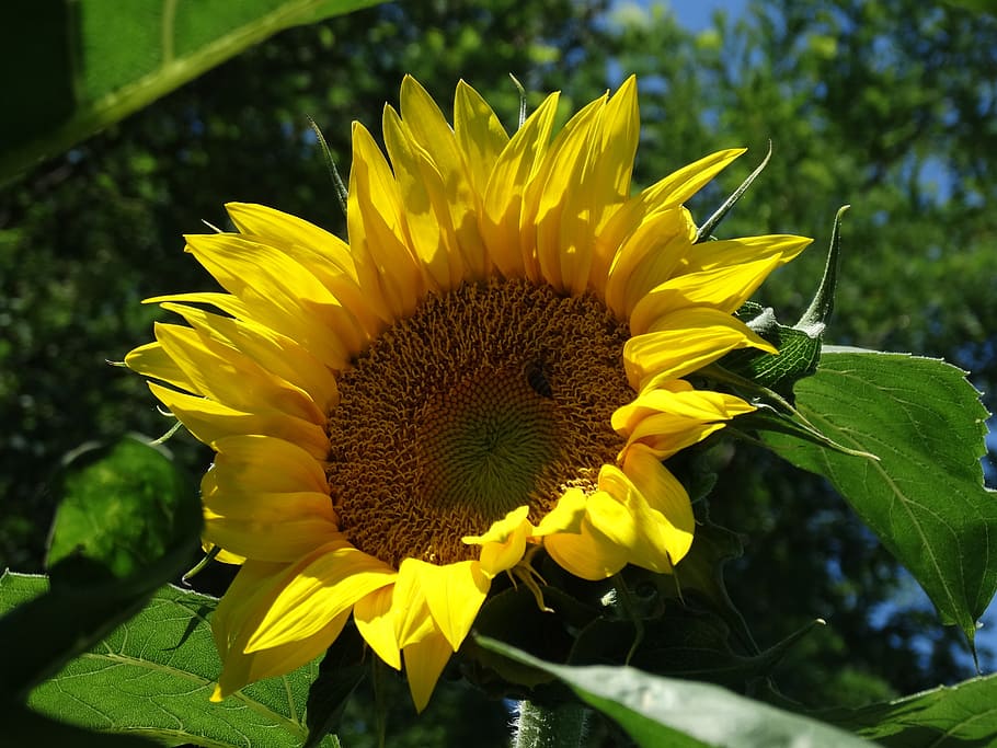 sunflower, yellow, seeds, flowering plant, flower head, vulnerability HD wallpaper