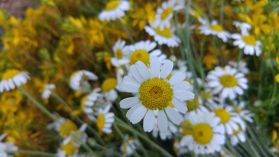 Daisy, Yellow, Wall Paper, Background, web design, computer HD wallpaper