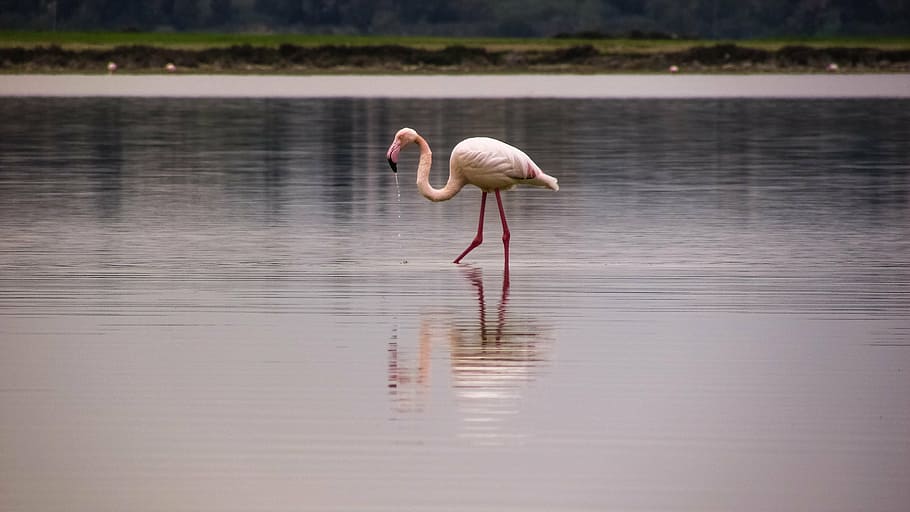pink flamingo on body of water during daytime, bird, migratory HD wallpaper