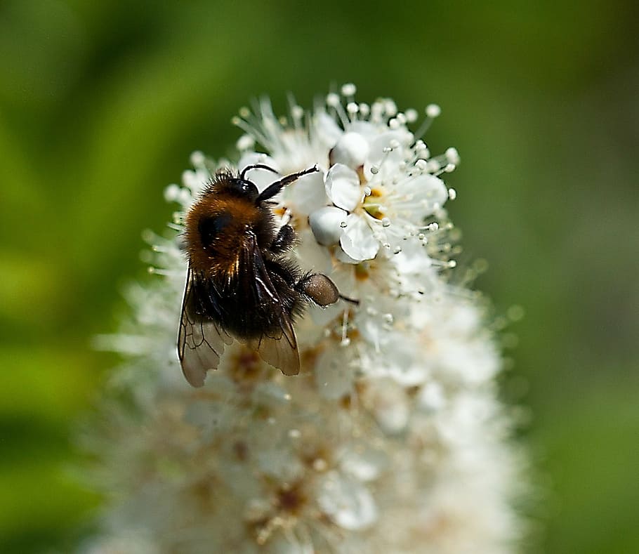 insect, bittern, white flower, full bloom, summer, nature, nectar HD wallpaper
