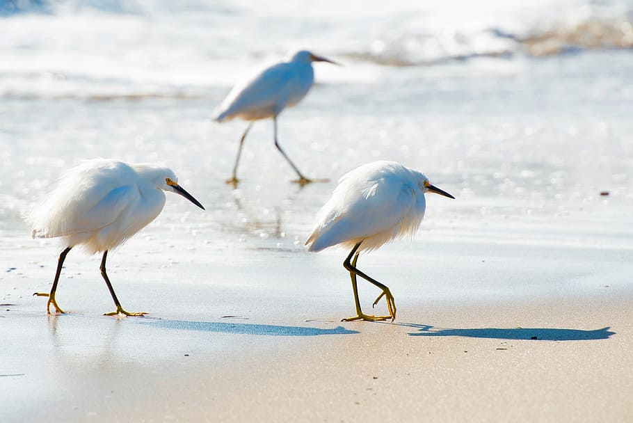birds, gulls, pipers, beach, sand, wildlife, sea, ocean, water HD wallpaper