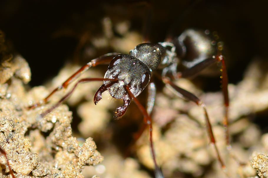 insects, serviformica, cunicularia, macro, ant, animal themes HD wallpaper