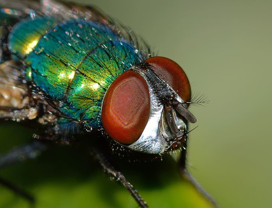 insects, diptera, lucilla, sericata, invertebrate, animal, animal themes HD wallpaper