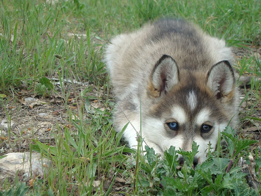 dog, husky, pet, one animal, animal themes, grass, mammal, vertebrate HD wallpaper