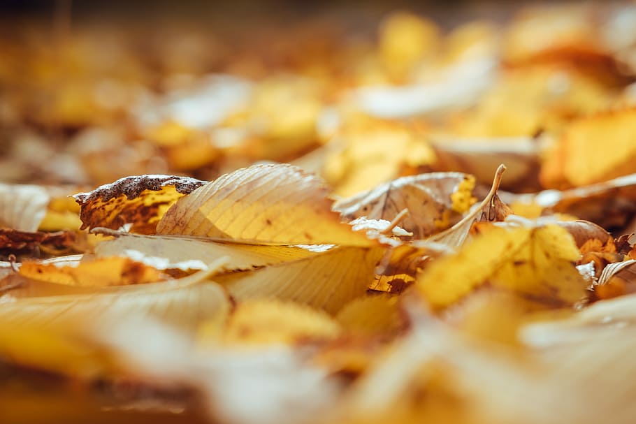 tilt shift lens photography of leaves, selective focus photography of withered leaf HD wallpaper