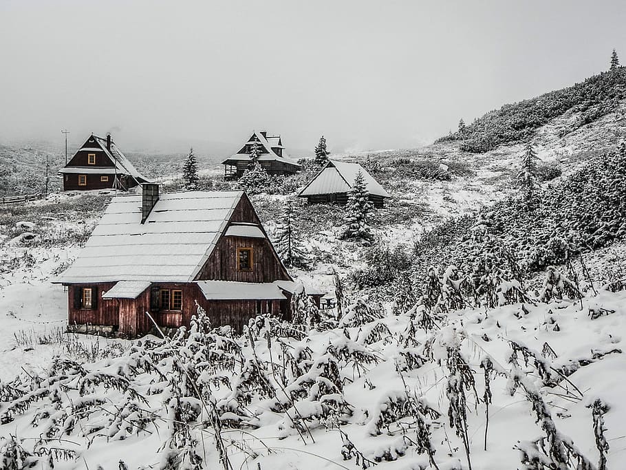 photo of brown cabin surrounded by plants with snow, house HD wallpaper