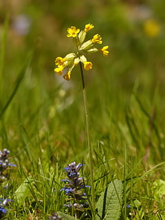 Cowslip, Primrose, Blossom, Bloom, yellow, flower, veris, primula veris HD wallpaper