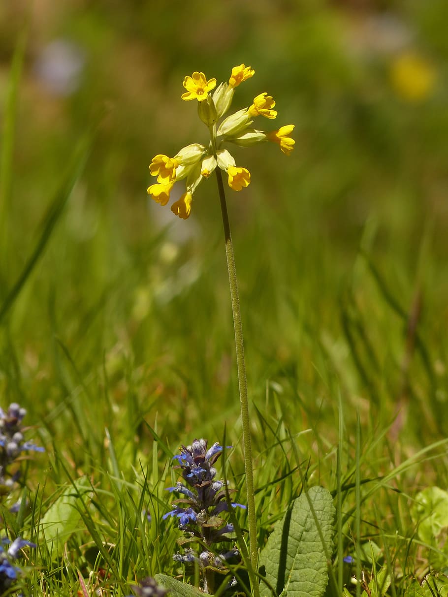 Cowslip, Primrose, Blossom, Bloom, yellow, flower, veris, primula veris HD wallpaper
