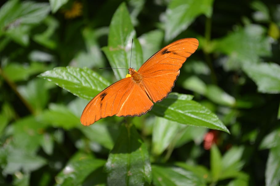 butterfly, orange, insect, bug, bright, nature, macro, wings HD wallpaper