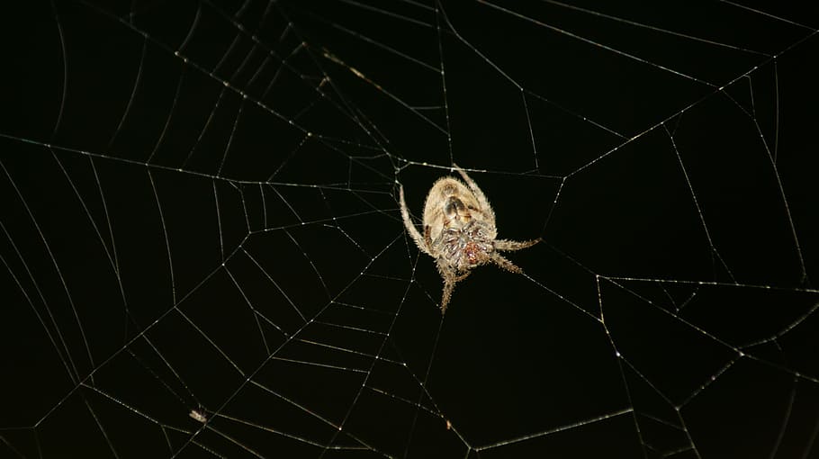colombia, your, field, spider, spider Web, nature, arachnid HD wallpaper