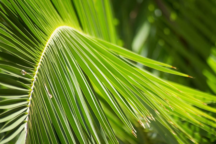 palm, palm leaves, leaf, closeup, green, protection, green color HD wallpaper