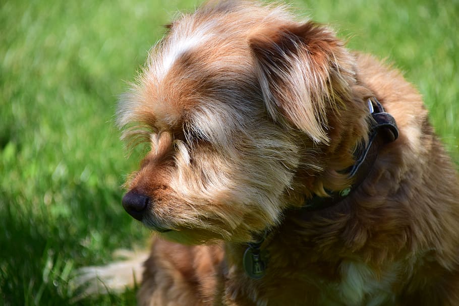 dog, small dog, pet, animal portrait, brown, hairy, thoughtful HD wallpaper