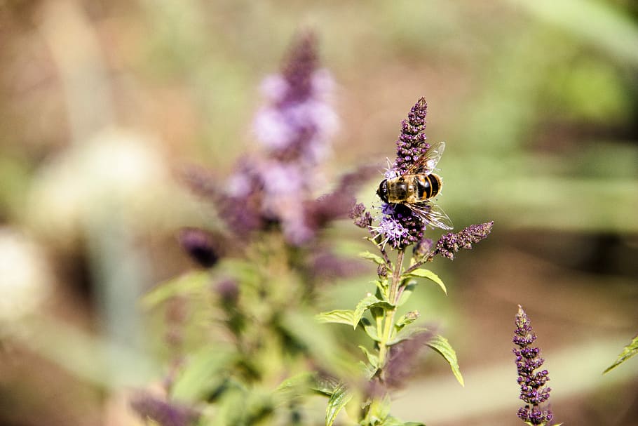 mint, bee, insect, summer, bloom, nature, flower, bees, herbs HD wallpaper