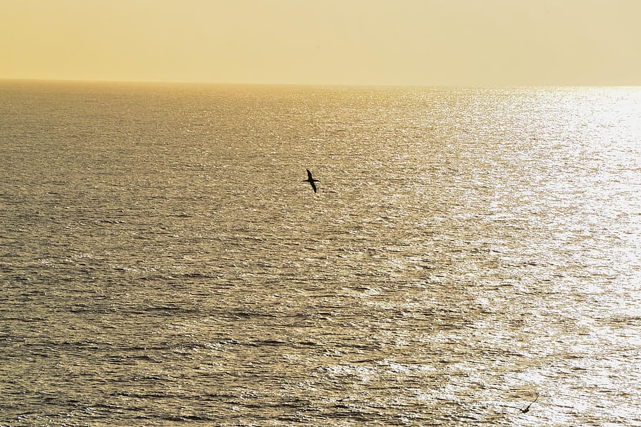 ocean, horizon, sunset, twilight, sea, silver, gannet, bird HD wallpaper