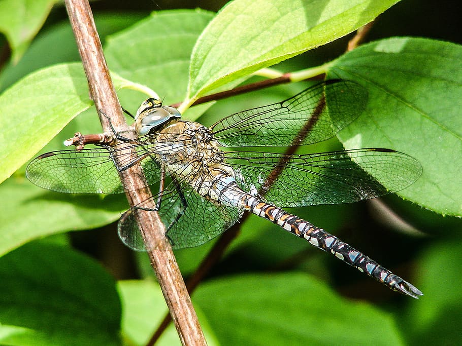 dragonfly, insect, close, shiny, flight insect, blue, animal HD wallpaper