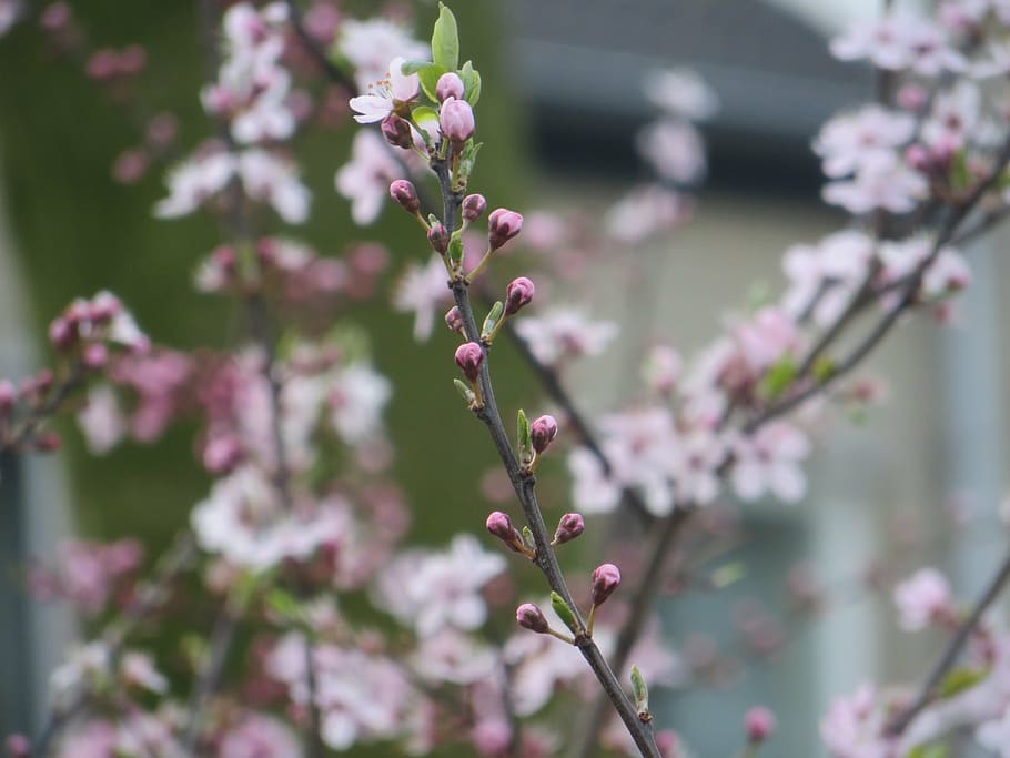 nature, flowers, rest, growth, flowering plant, beauty in nature HD wallpaper