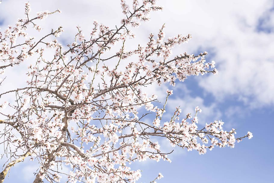 white cherry blossoms, low angle photo of white cherry blossoms at daytime HD wallpaper