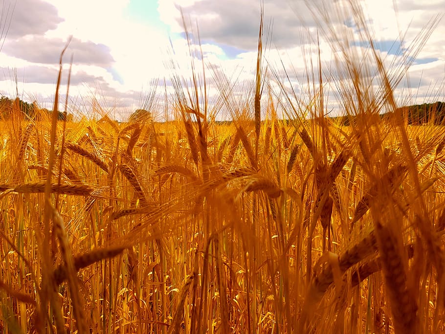summer, wheat, landscape, field, plant, growth, agriculture HD wallpaper