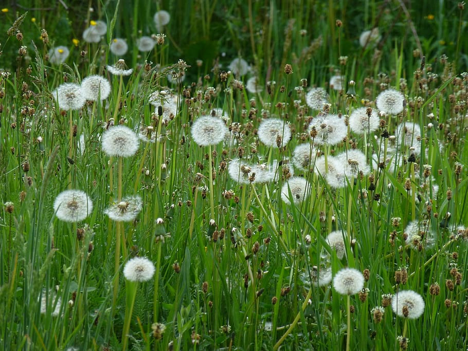 dandelion, grass, nature, seedhead, plant, weed, fluffy, meadow HD wallpaper