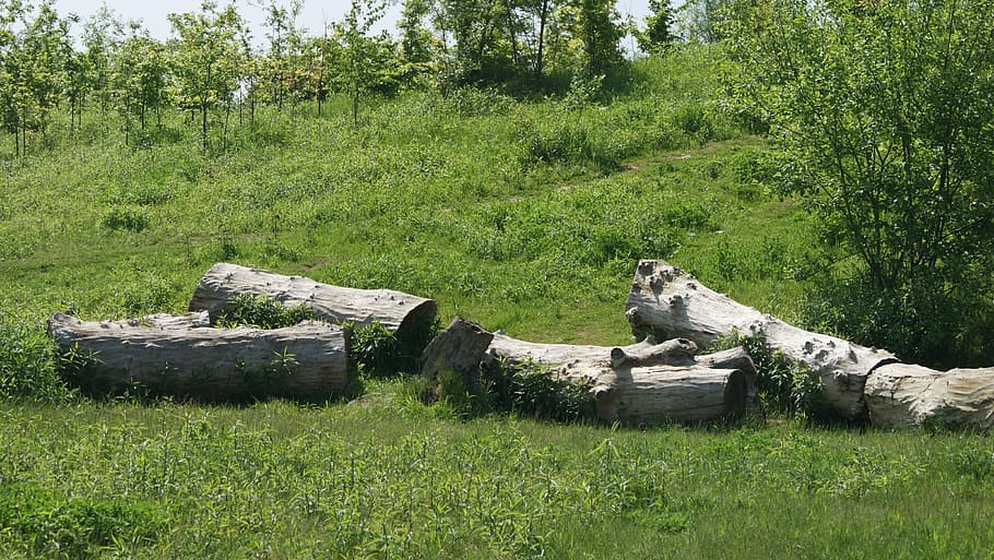 Tree Trunks, Tribe, Wood, like, grass, field, outdoors, no people HD wallpaper