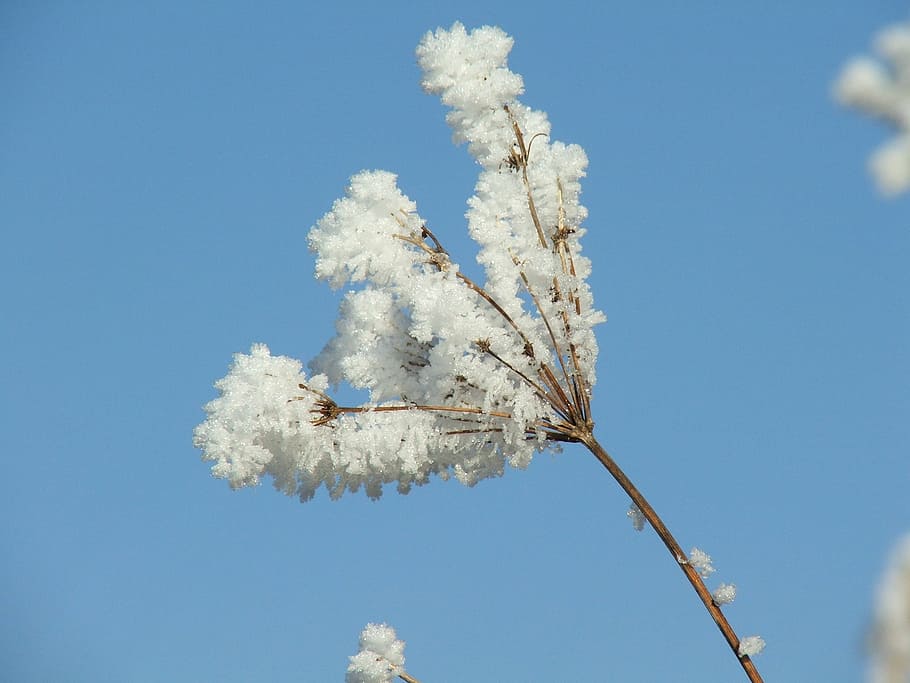 autumn, icing, nature, winter, slovakia, liptov, plants, snow HD wallpaper