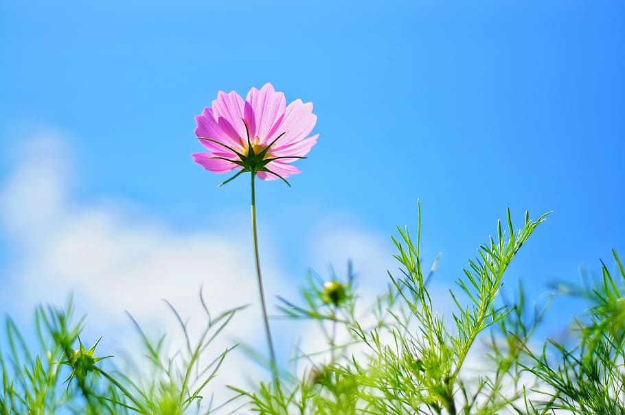 low angle photography of pink cosmos flower, nature, summer HD wallpaper