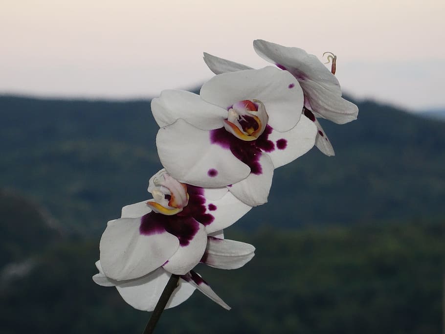 Orchid, Flowers, Spring, toy, no people, outdoors, close-up HD wallpaper