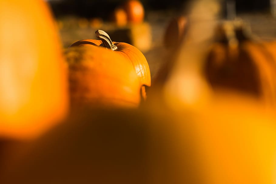 selected focus photo of orange fruit, selective focus photography of orange pumpkin at daytime HD wallpaper