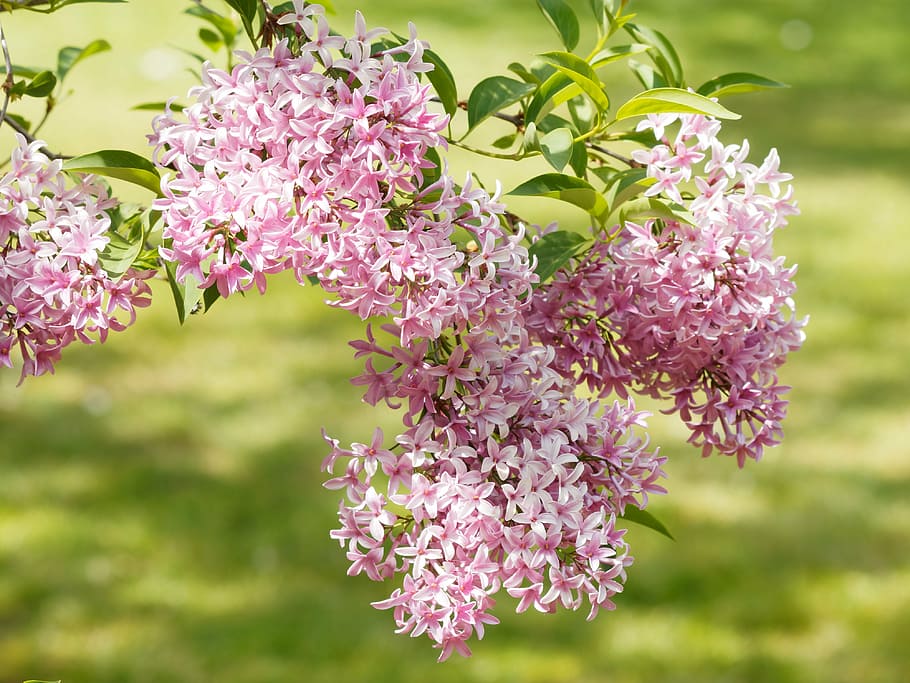 pink petaled flower in closeup photo, flowers, lilac, nature HD wallpaper