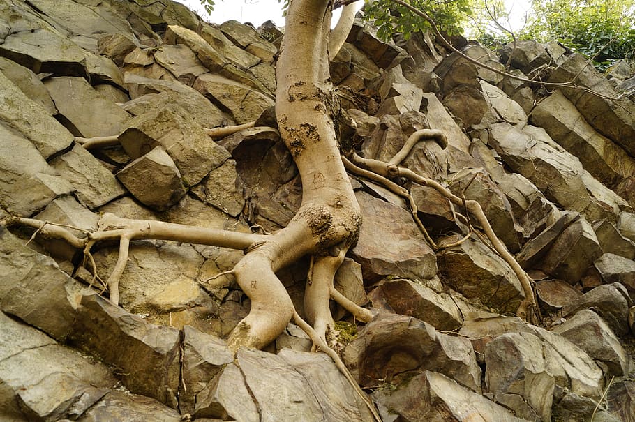 wood, root, roots, cliff, nature, it is interesting to, hegyestű HD wallpaper
