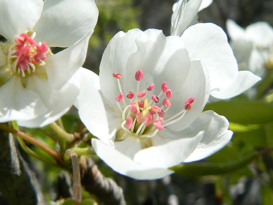 flower, fruit, detail, flowering plant, fragility, beauty in nature HD wallpaper