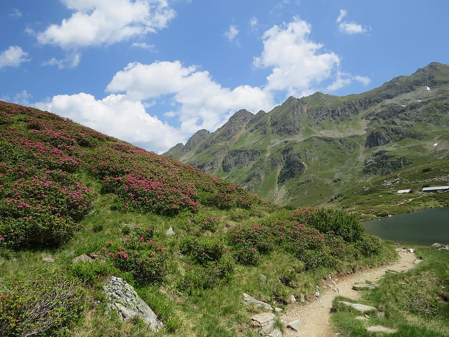 Austria, Flowers, Landscape, more, nature, summer, blue sky HD wallpaper