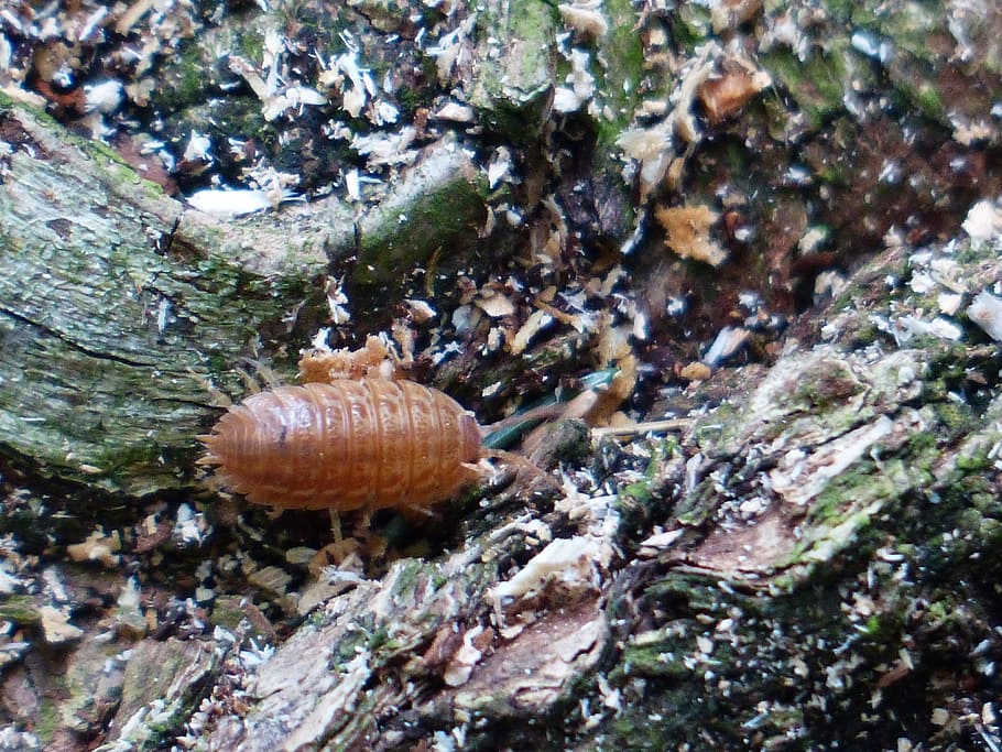 Assel, Terrestrial, Isopod, Oniscidea, terrestrial isopod, animal, HD wallpaper