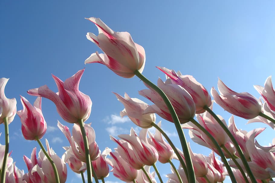 sky, flowers, spring, pink, tulips, flowering plant, beauty in nature HD wallpaper