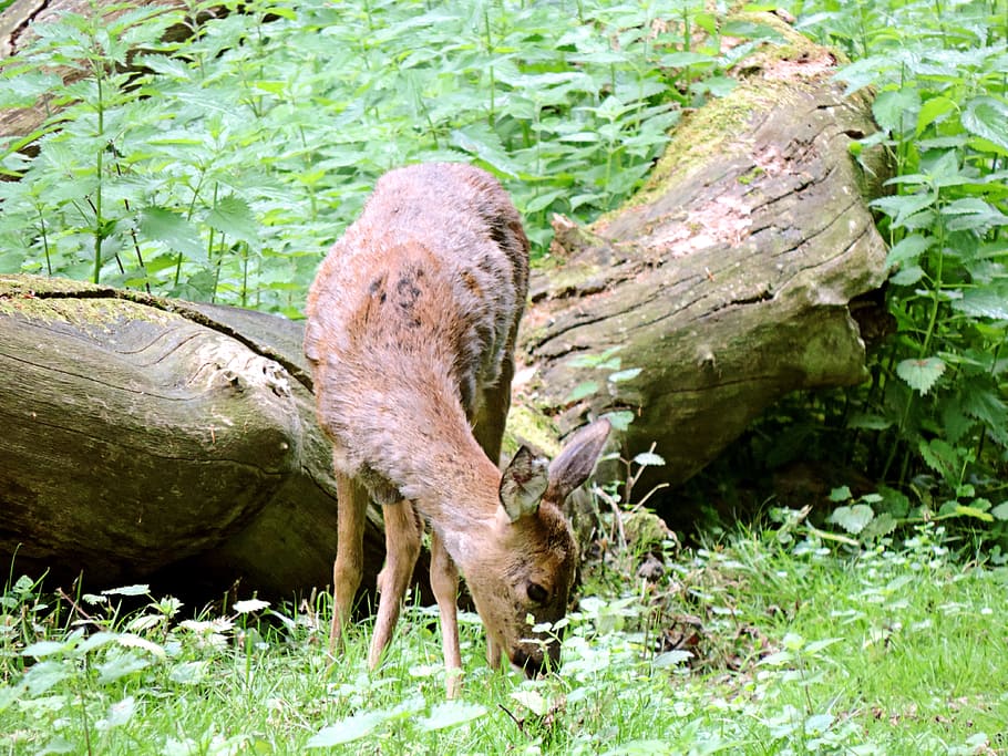 Roe Deer, Mammal, Ricke, paarhufer, forest, fauna, nature, wild, HD wallpaper