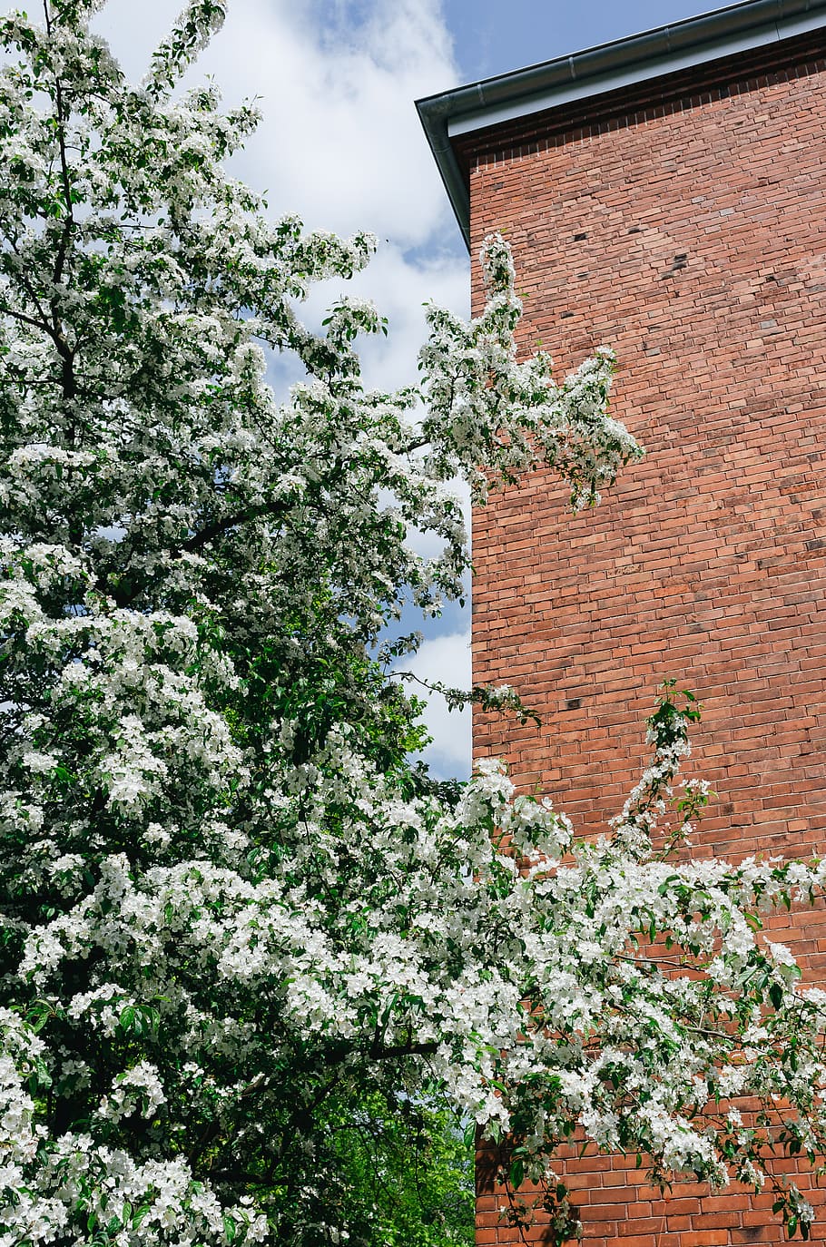 Spring in city, architecture and Cityscape, nature, brick, building Exterior HD wallpaper