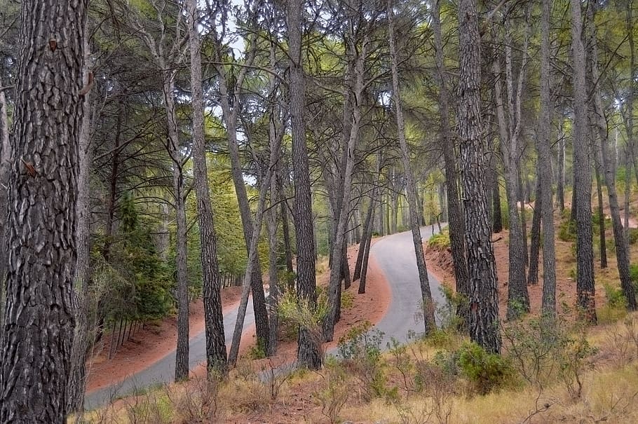 road, path, forests, mountain, perspective, tree, plant, land HD wallpaper