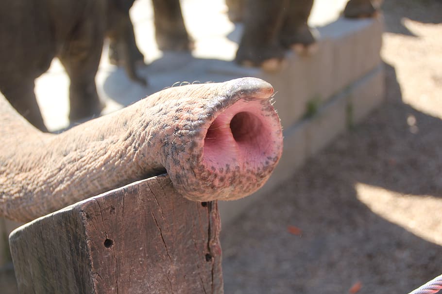 proboscis, elephant, animals, pachyderm, ruesseltier, nose HD wallpaper