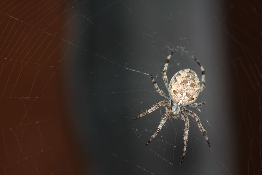 Animals, Spider Web, Insect, one animal, animal themes, close-up HD wallpaper