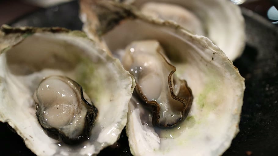 closeup photo of oysters, shell, clams, dry bay, seafood, sea products HD wallpaper