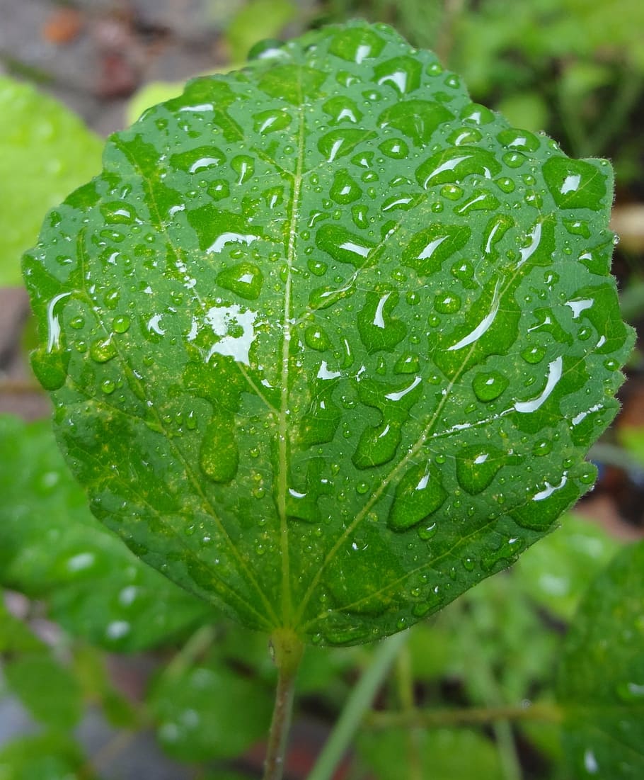 leaf, rain, rainy, raindrop, raindrops, green, water, wet, green color HD wallpaper