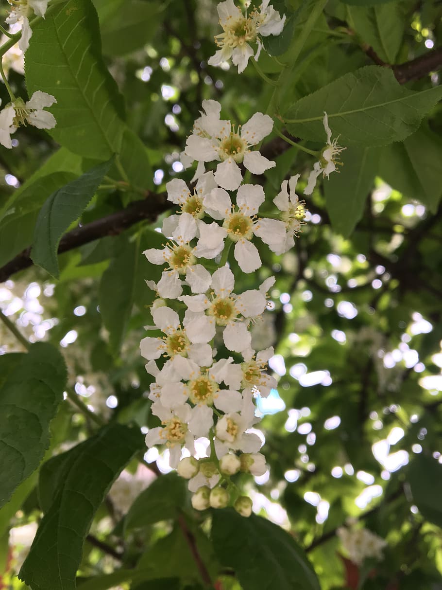 nature, flower, flora, leaf, tree, plant, growth, flowering plant HD wallpaper