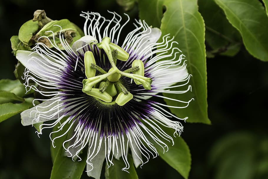 white and purple petaled flower, white and purple flower, passionfruit flower
