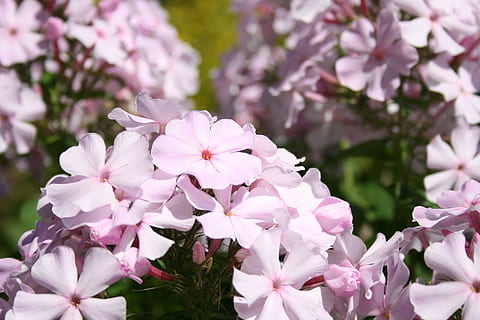 phlox, light pink, garden, flower, flowering plant, vulnerability HD wallpaper