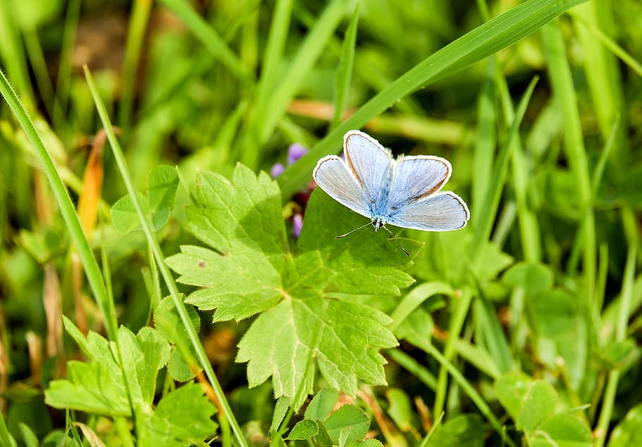 silver studded blue butterfly perched on green leaf plant, common blue, HD wallpaper