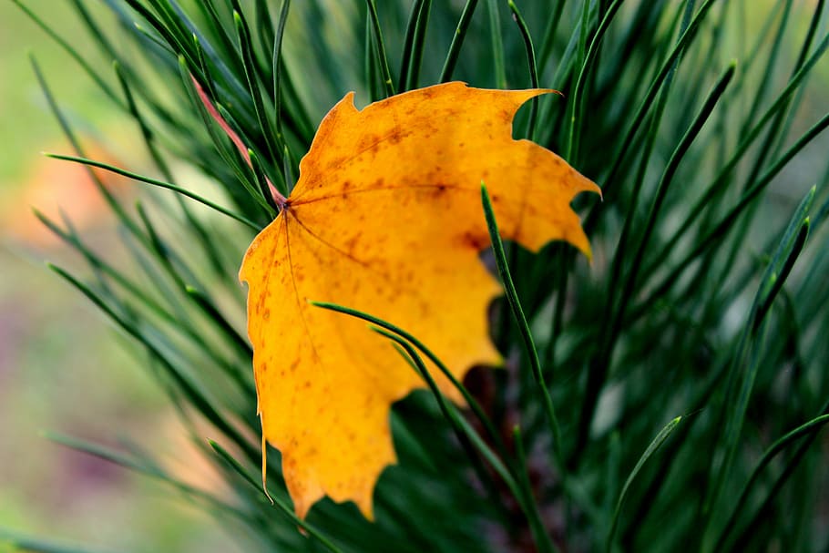sheet, needles, yellow, nature, green, south bohemia, leaves HD wallpaper