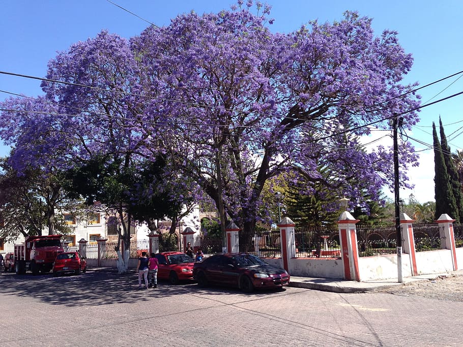 Jacaranda, Tree, Flower, Trunk, Leaves, branches, nature, floral, HD wallpaper