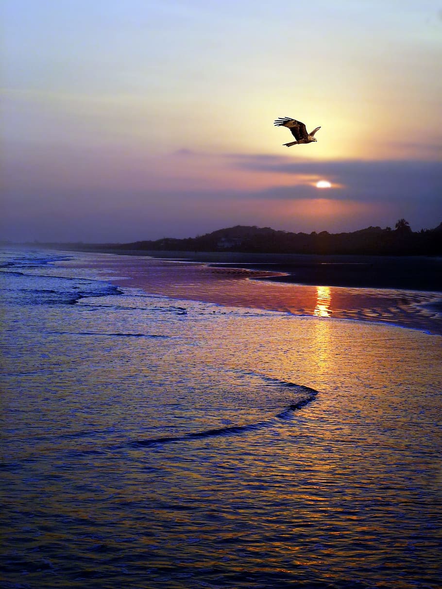 seashore and bird, west, sunset, against light, landscape, nature HD wallpaper
